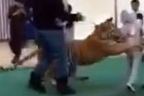 Bé gái 6 tuổi bị hổ vồ suýt chết trong khu mua sắm