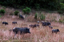 Đàn lợn rừng trăm con biết nghe tiếng kẻng ở Nghệ An
