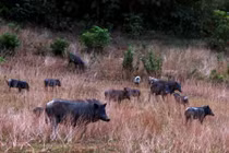 Đàn lợn rừng trăm con biết nghe tiếng kẻng ở Nghệ An