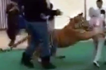 Bé gái 6 tuổi bị hổ vồ suýt chết trong khu mua sắm