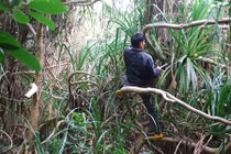 Chuyện lạ về hai người đàn ông săn ong giữa biển Đông