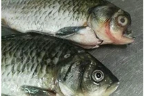 Giật mình phát hiện “cá mặt quỷ” khi chuẩn bị giết mổ