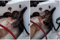 Cá đuối sinh con trên khoang thuyền khiến ngư dân hối hận