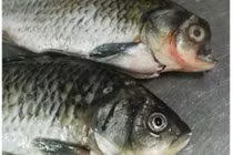 Giật mình phát hiện “cá mặt quỷ” khi chuẩn bị giết mổ