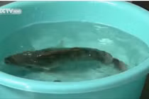 Hoang mang với chất bột trắng bí ẩn khiến cá chết sống lại