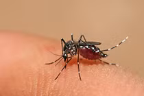 5 loài động vật giết người nhiều nhất hành tinh