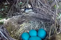 Video: Rắn mò lên tổ nuốt một mạch 4 trứng chim xanh