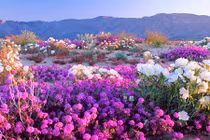 Ngỡ lạc xứ sở thần tiên khi muôn hoa bừng nở trên sa mạc