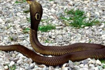 Có dấu hiệu này trong nhà, không thăng quan cũng phát tài 