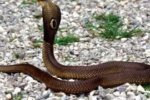 Có dấu hiệu này trong nhà, không thăng quan cũng phát tài 