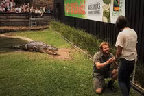 "Thót mình" vừa cho cá sấu khổng lồ ăn, vừa cầu hôn bạn gái 