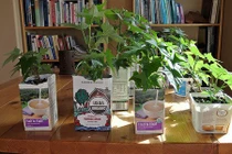 Bất ngờ trồng rau sạch cực dễ bằng vỏ hộp sữa