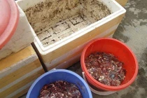 Lý giải lý do dân Hà Nội tranh nhau mua cá thối 