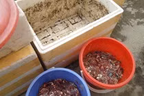 Lý giải lý do dân Hà Nội tranh nhau mua cá thối 