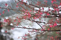 Điểm du lịch nhất định phải đến trong dịp Tết dương 2016 