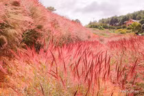 Mê mẩn đồi cỏ hồng lãng mạn đẹp như mơ ở Đà Lạt