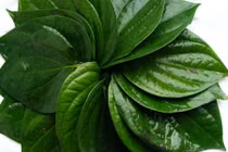 Chữa nhức đầu do thay đổi thời tiết với lá trầu không