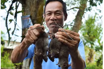 Cận cảnh săn chuột đồng bằng chĩa độc nhất miền Tây