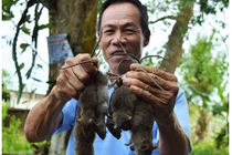 Cận cảnh săn chuột đồng bằng chĩa độc nhất miền Tây