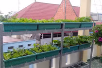 Thán phục chồng đảm trồng rau, nuôi chim, gà trên sân thượng