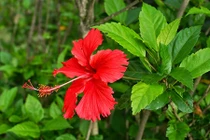 Những loại hoa tuyệt đẹp nở quanh năm, dễ trồng ở ban công 