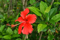 Những loại hoa tuyệt đẹp nở quanh năm, dễ trồng ở ban công 