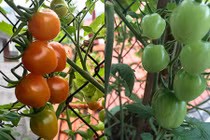 “Đã mắt” vườn rau sạch trên ban công của bà mẹ 7X