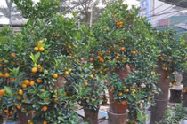 Độc đáo quất "Hoa Quả Sơn" giá hàng chục triệu chơi Tết con Khỉ