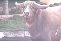 Dân Lâm Đồng liên tiếp bị 'trâu điên' húc