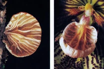 Phong lan “ma cà rồng” biến hóa để thu hút ruồi 