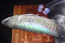 Thiếu gia giết cá Rồng ngàn đô om dưa đãi bạn hiền