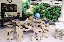 Bộ bàn ghế từ gốc cây Gù hương 3.500 năm tuổi