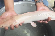 Câu được cá trê “lạ” toàn thân màu hồng phấn