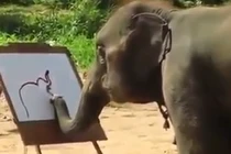 Voi tự vẽ chân dung và viết tên của mình