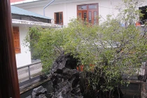 Sự thật kho báu dưới gốc cây sanh 14 tỷ ở Huế