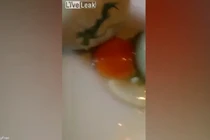 Kỳ lạ trứng gà đẻ ra trứng