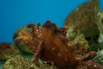 Chân dung loài cá “xấu nhất” đại dương ở Nha Trang