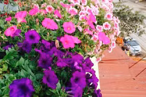 Đẹp ngỡ ngàng tháp dạ yến thảo “khổng lồ” ở Bắc Giang