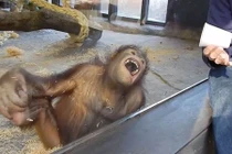 Clip chú khỉ cười trẹo quai hàm khi xem ảo thuật