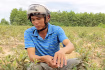 Bị gọi là “điên” vì phá rừng keo trồng sim dại