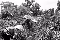 Cơ cực nghề mót củi mưu sinh ở Sài Gòn