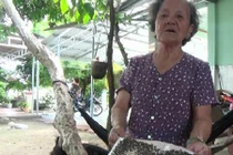 Người dân xã Đông Thạnh bị "hành" bởi bãi phơi phân bò