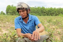 Bị gọi là “điên” vì phá rừng keo trồng sim dại