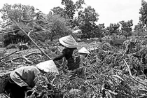 Cơ cực nghề mót củi mưu sinh ở Sài Gòn