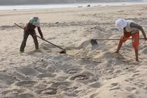 Cánh đồng “khủng” ươm giá đỗ xanh sạch bên bờ Trà Khúc