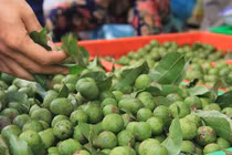 6 tác dụng tuyệt vời của quả sấu với sức khỏe không nên bỏ qua