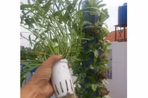 “Sốt sình sịch” cách trồng rau muống trong 18 ngày thu hoạch