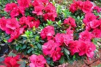 Nhà có trẻ nhỏ mà mẹ trồng cây này là đang “giết con“ 