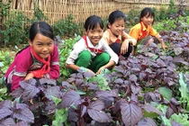 Ngắm vườn rau mướt xanh trong trường học vùng cao