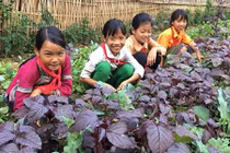 Ngắm vườn rau mướt xanh trong trường học vùng cao